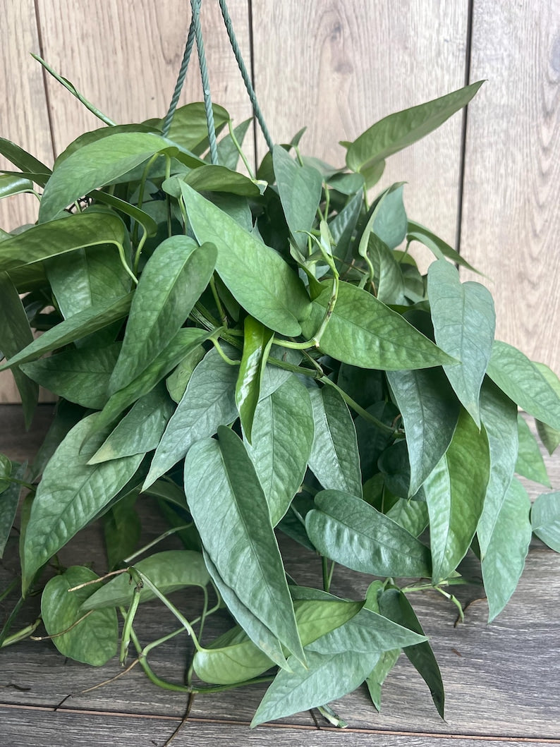 Cebu Blue Pothos Plant in 6" Pot | Epipremnum aureum | Indoor Vining Houseplant with Green, Blue, Silver Foliage