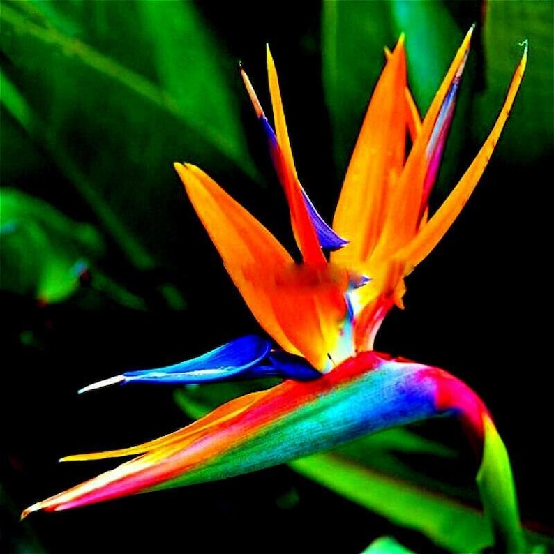 5" Orange Bird of Paradise Plant - Strelitzia reginae - Tropical Foliage for Zones 9-12 - Easy Care, Fast Shipping