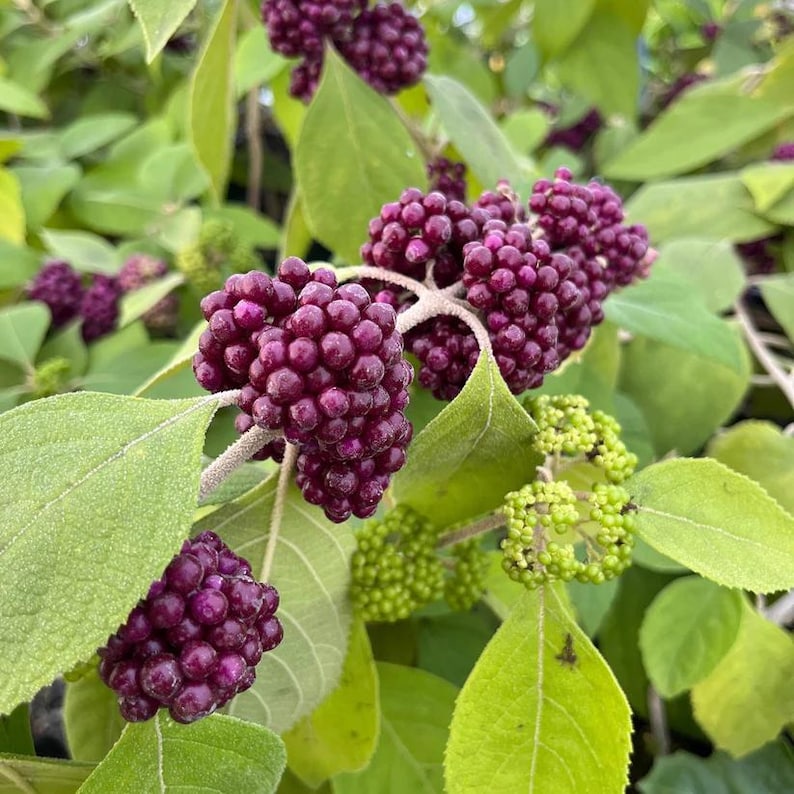 Mexican Beautyberry Live Plant 4" Pot, Black Beautyberry, Callicarpa acuminata, Zones 8-10, Full Sun to Part Shade
