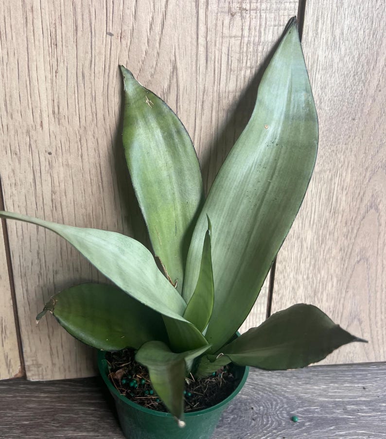 Sansevieria Moonshine Snake Plant 4" Pot, Live Indoor Houseplant, Air Purifier, Low Maintenance (Sansevieria trifasciata 'Moonshine')