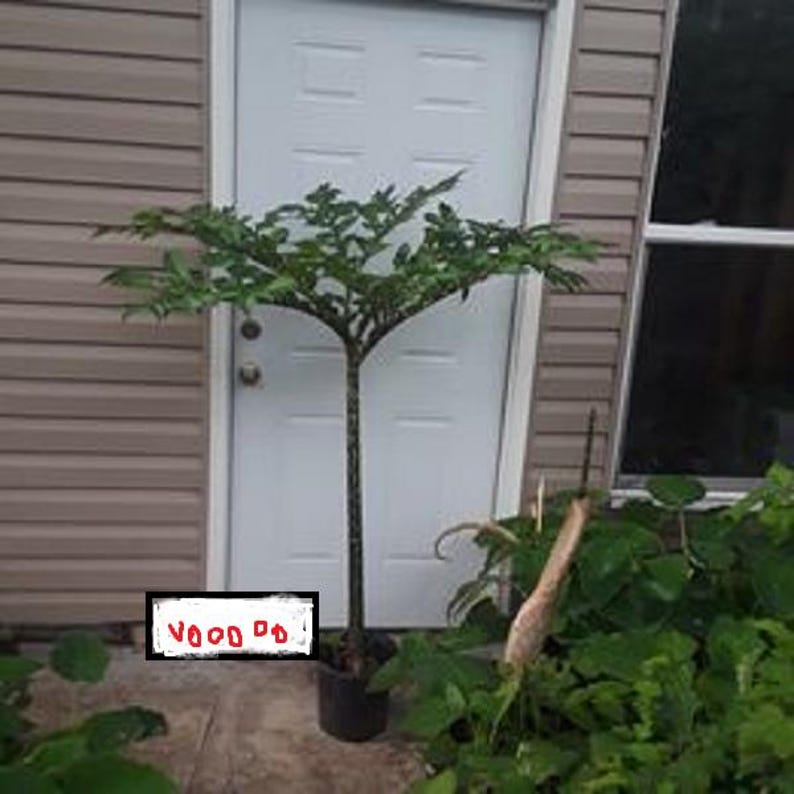 Plum Trees 2 Pack - Santa Rosa & Methley Varieties - Prunus domestica - Young Trees for Home Garden & Orchard