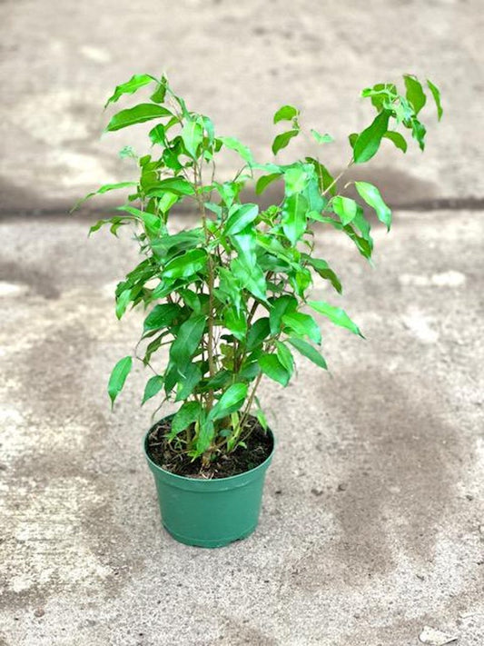 Ficus Benjamina Midnight Plant - 1ft Tall - 6" Pot - Ficus Benjamina