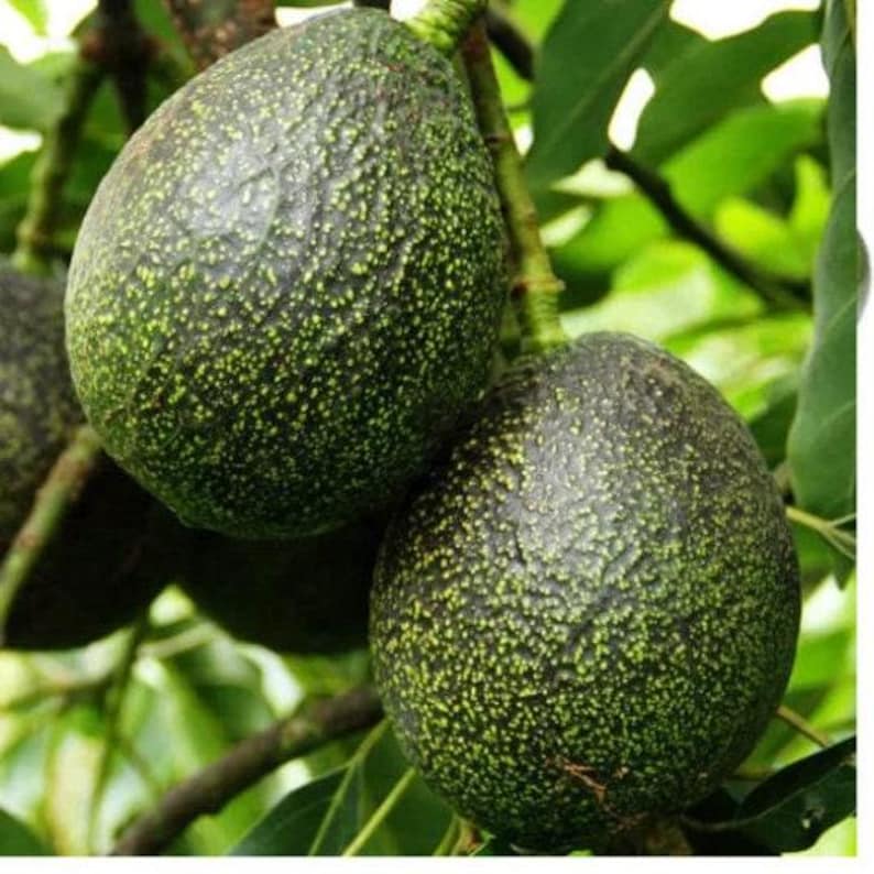 Grafted Gem Avocado Tree - 3 Gallon Pot - Persea americana - Ideal for Gardens & Patios - Healthy Avocado Sapling