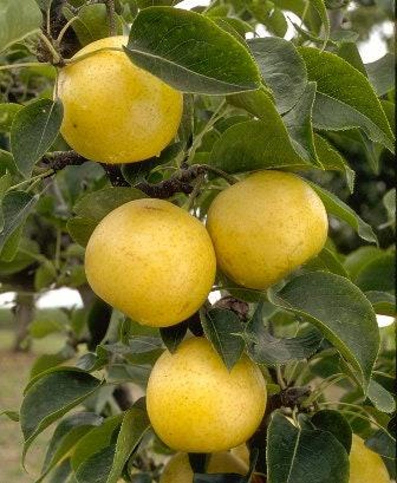 20th Century Asian Pear Tree - 3 Gallon Pot - Yellow-Green Skin - Pyrus pyrifolia - Juicy Pears for Home Garden