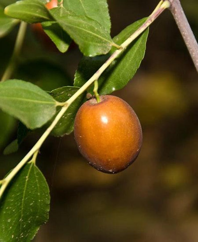 Grafted Jujube Tree 1-2 Feet Sugar Cane Variety Zizyphus jujuba 'Sugar Cane' in 6-Inch Pot - Compact, Spiny Fruit Tree