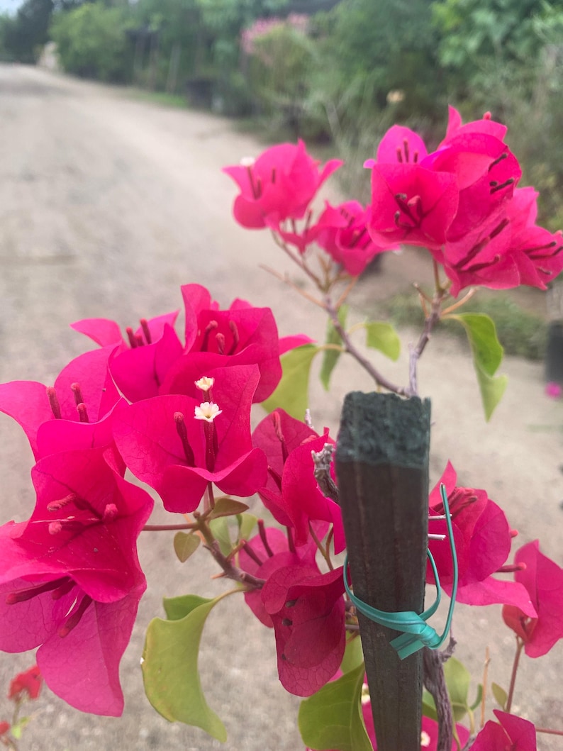 Bougainvillea Live Plant 1-2 ft Magenta Flowering Vine Bougainvillea barbara karst, Drought-Tolerant Evergreen for Gardens