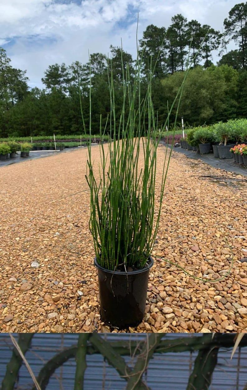 Horsetail Reed Live Plant 6" Pot Equisetum Hyemale Non-Flowering Evergreen Perennial for Water Gardens
