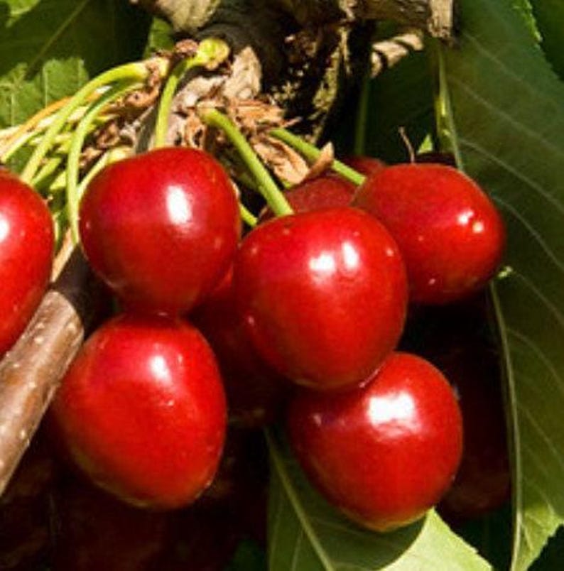 Compact Stella Cherry Tree in Pot - Dark Red Sweet Fruit - Prunus avium 'Compact Stella' - Ideal for Small Gardens