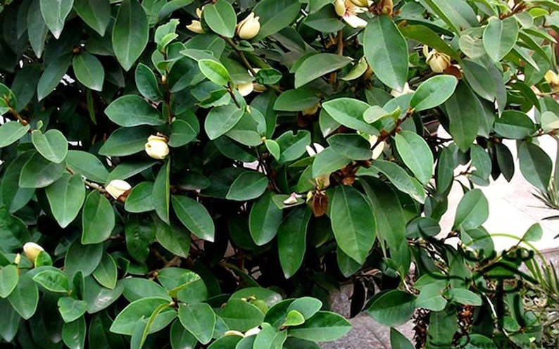 Banana Shrub Plant - 1 Gallon - Michelia Figo - Fragrant Yellow Flowers for Scented Gardens - Year-Round Bloomer