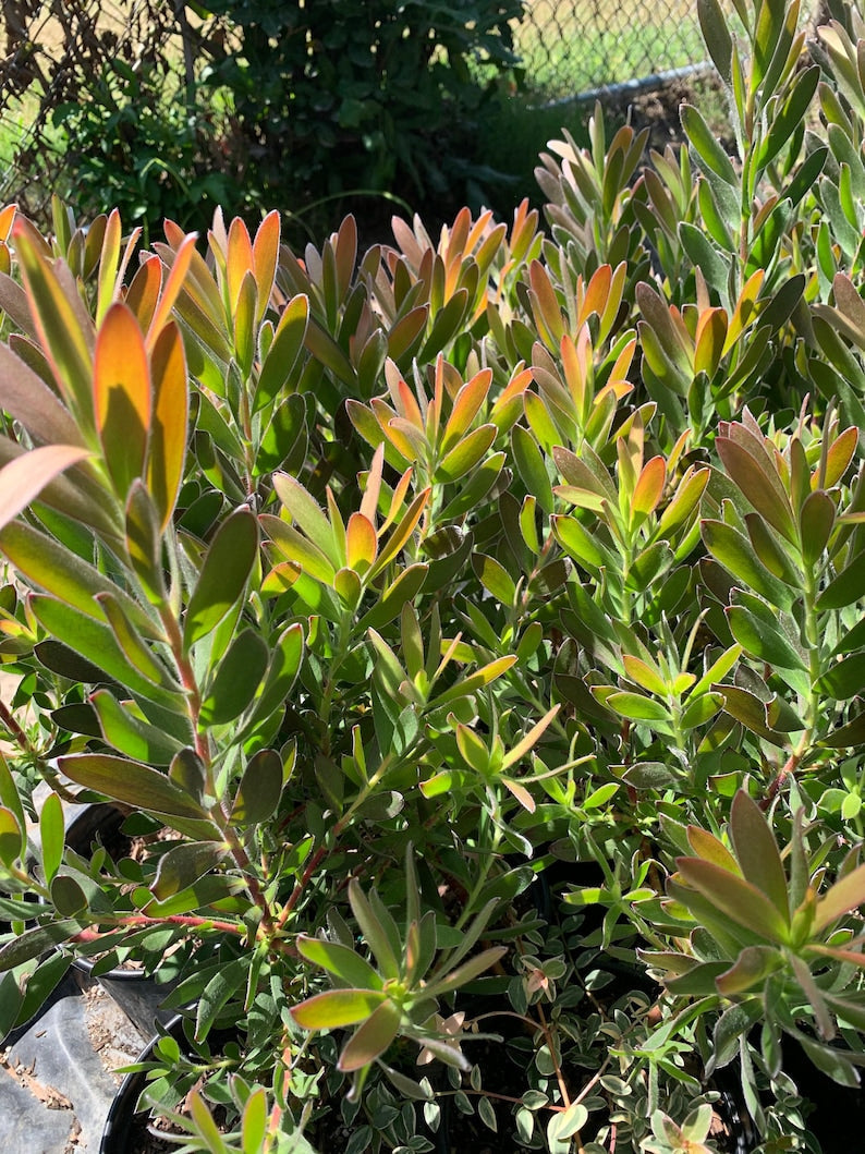 Leucadendron Safari Sunset Live Plant 1 Gallon Pot - Red Floral Bracts, Evergreen Shrub, Leucadendron 'Safari Sunset'