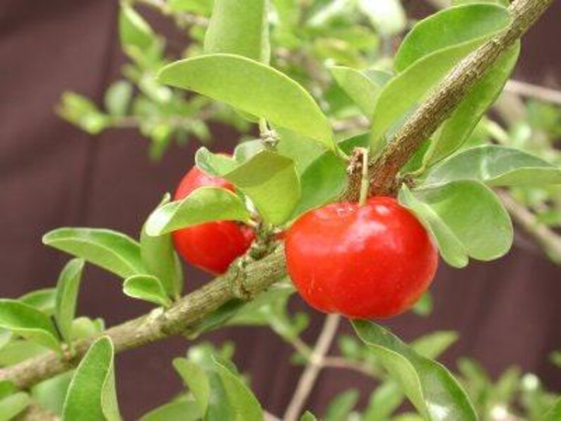 Barbados Cherry Plant 6" Pot Fast-Growing Bushy Tree Malpighia emarginata Sweet Fruit High Vitamin C