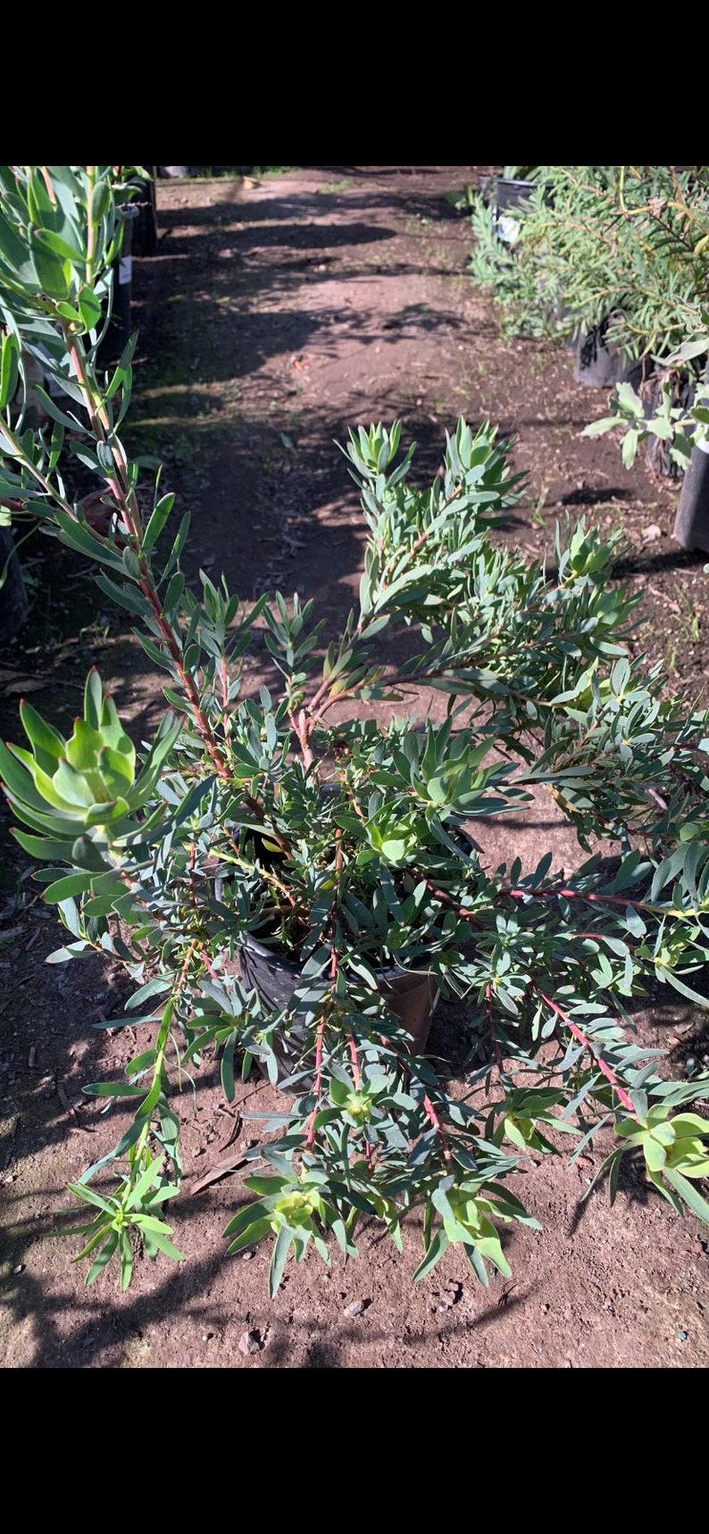 Leucadendron 'Blush' Plant in 1 Gallon Pot - Dense Form, Bright Red Growth, Leucadendron salignum - Low Maintenance Garden Accent
