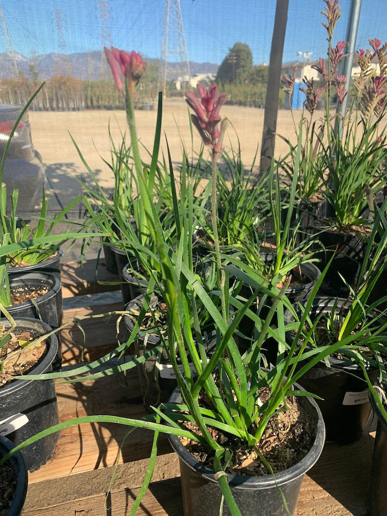 Kangaroo Paw Plant 6" Pot Pink Variety Anigozanthus - Vibrant Flowers for Gardens & Containers