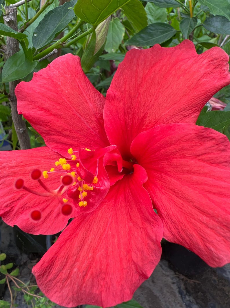 Hibiscus Live Plant 6" Pot Red Flowers Hibiscus rosa-sinensis - Vibrant Tropical Plant for Garden & Indoor Décor