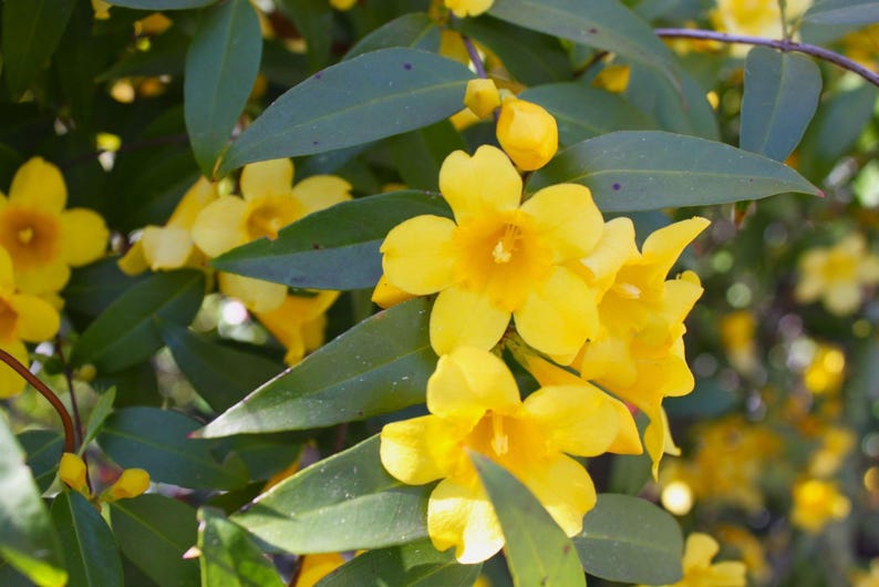 Carolina Jasmine Vine 1-2 ft Yellow Blooms Gelsemium sempervirens in 1 Gallon Pot - Climbing Plant for Gardens