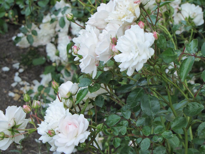 Rosa Seafoam Live Plant 6” Pot - Low-Growing Deciduous Shrub for Groundcover - Rosa 'Seafoam' - Easy Care & Lush Blooms