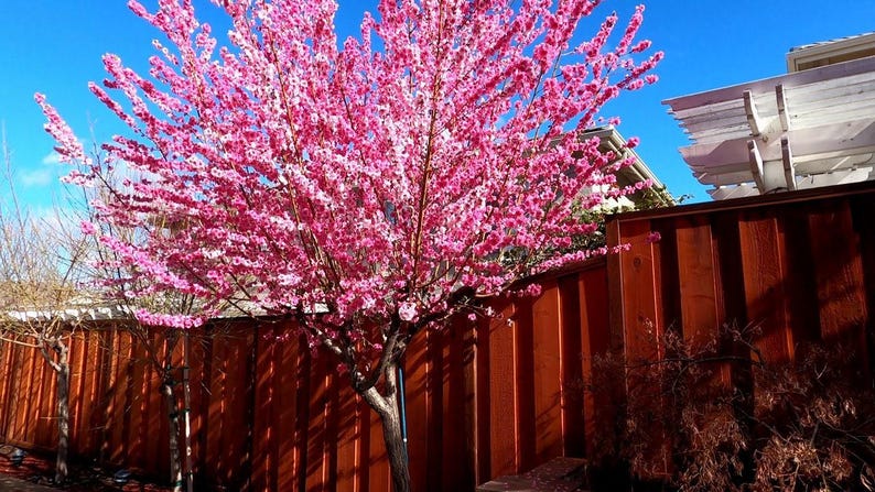 Early Pink Flowering Peach Tree - 2 to 3 Feet - Prunus Persica - Bright Pink Blossoms - Live Plant in 6" Pot