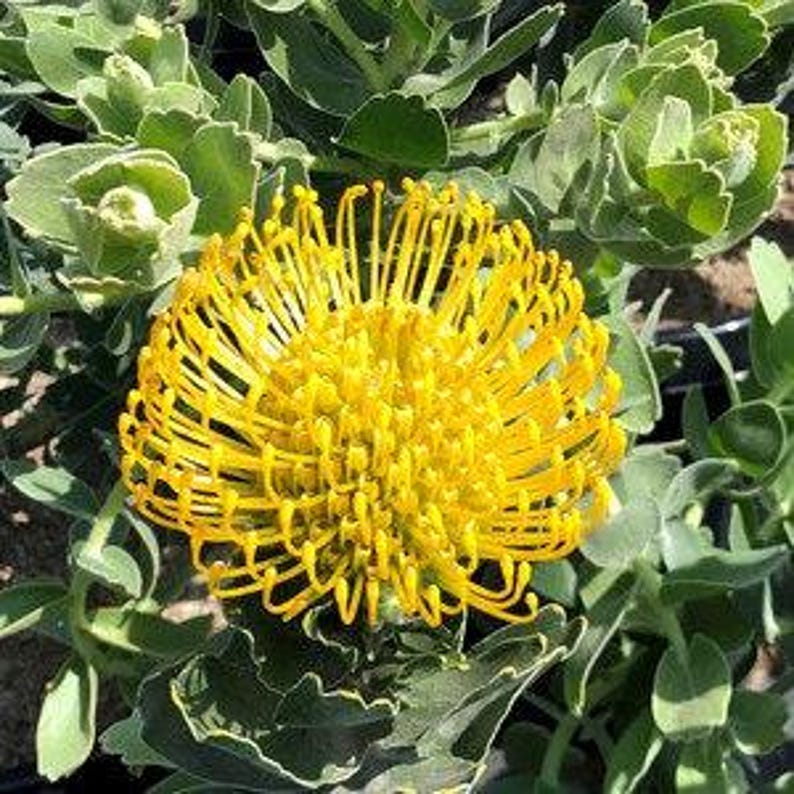 Leucospermum 'High Gold' Live Plant 1ft - Yellow Dome Flowers - Drought Tolerant Shrub in 1 Gallon Pot - Leucospermum cordifolium