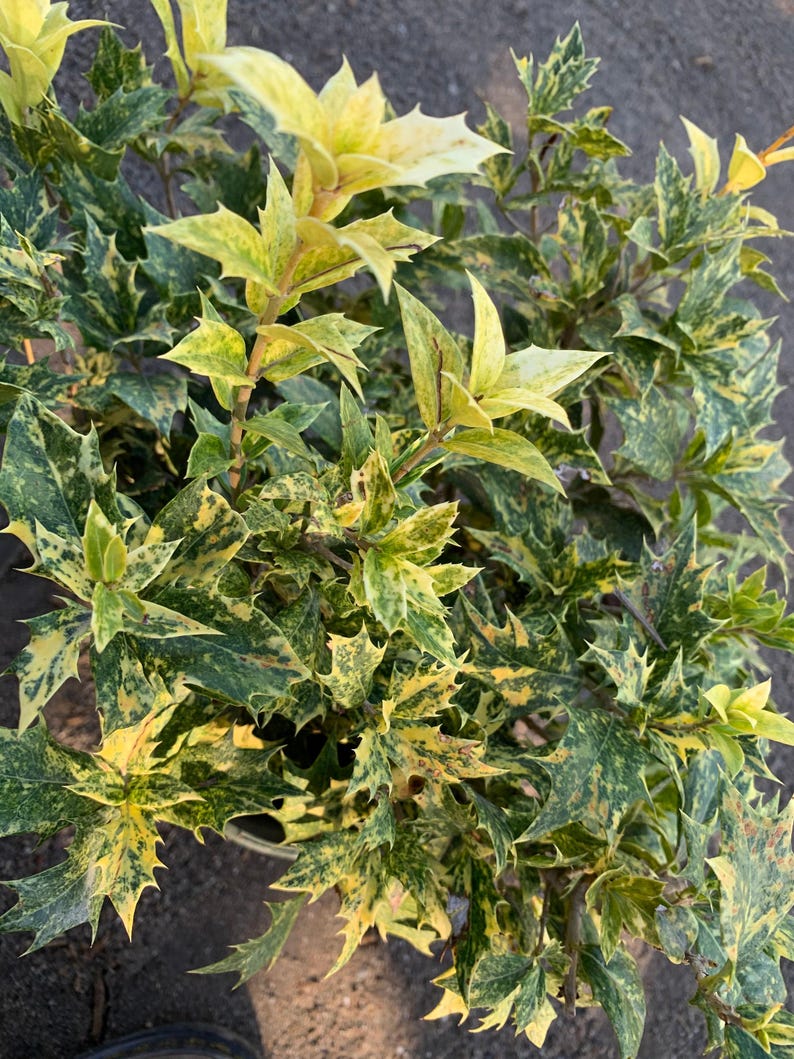 Goshiki Fall Holly Plant - 1 Gallon Pot - Variegated Pink, Cream, Green Foliage - Osmanthus heterophyllus ‘Goshiki’