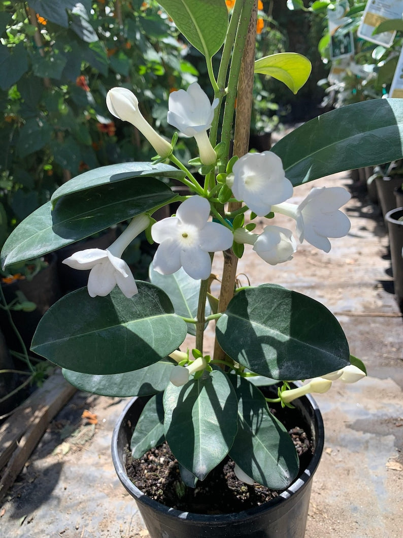 Madagascar Jasmine Plant - 1ft Evergreen Twining Vine - Fragrant White Flowers - Stephanotis floribunda - 6-inch Pot