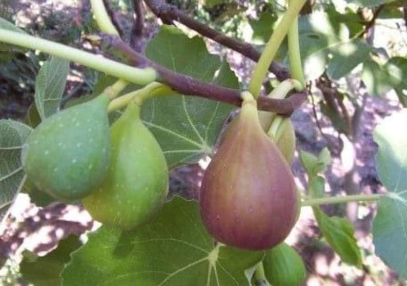 Flanders Fig Live Plant 6” Pot - Ficus carica 'Flanders' - Violet Striped Fruits, Amber Flesh, Hardy Zones 7-10