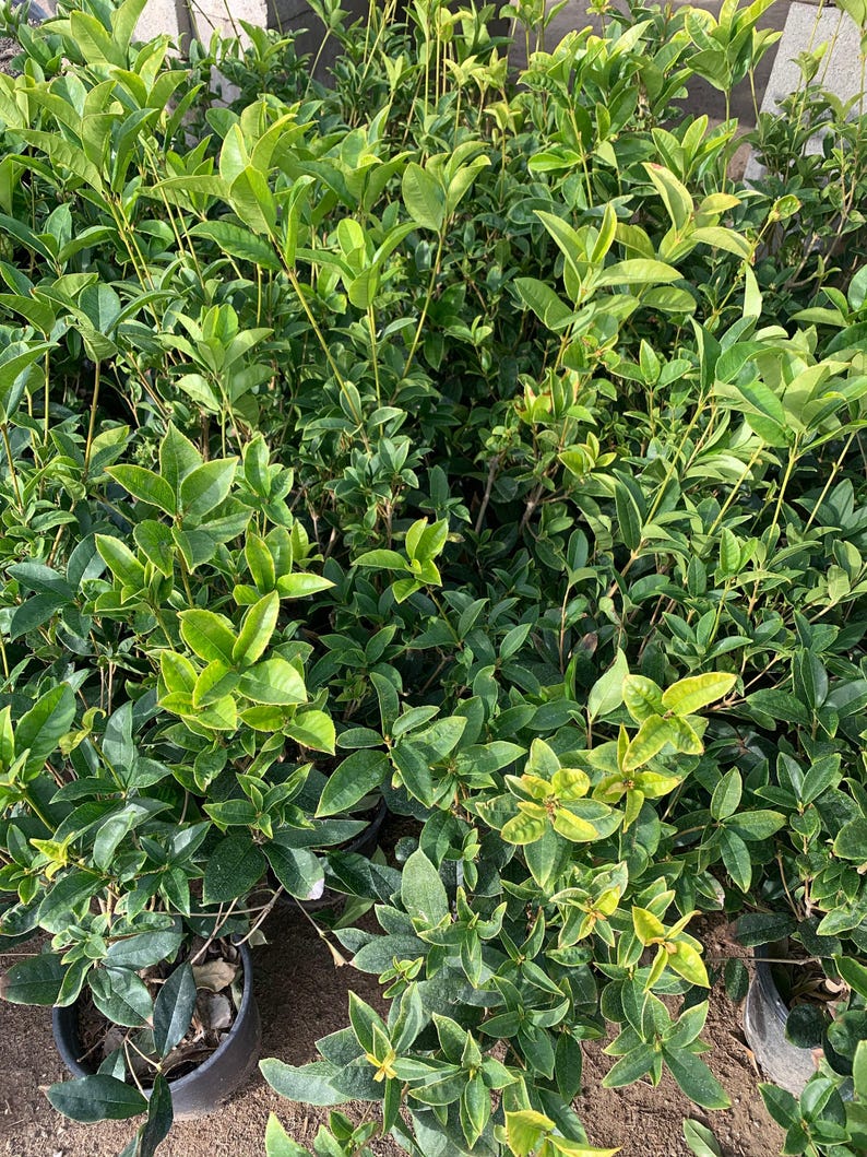 Sweet Olive Live Plant 1 Gallon Pot Osmanthus Fragrans Evergreen Shrub with Fragrant Flowers, Aromatic Garden Addition