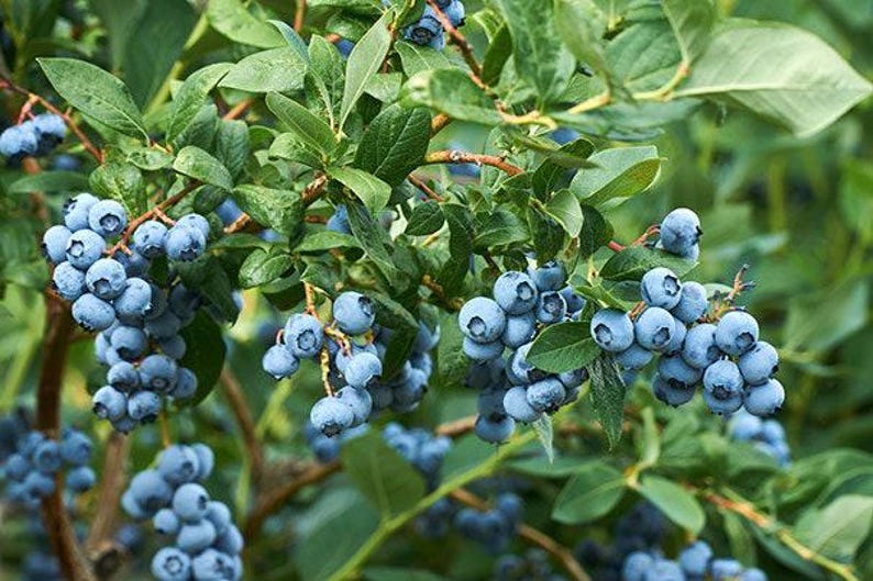 Misty Blueberry Starter Plant - 6" Pot - Vaccinium 'Misty' Blueberry Bush for Home Garden - Easy to Grow, Delicious Fruit