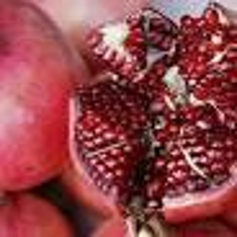 Parfianka Russian Pomegranate Plant - 6" Pot - Delicious Fruit - Punica granatum 'Parfianka' - Ideal for Home Gardens