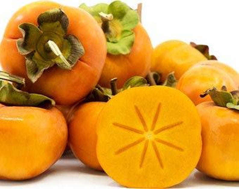 Fuyu Jiro Persimmon Tree - 3 Gal Pot - Non-Astringent - Diospyros kaki - Sweet Firm Deep Orange Fruit