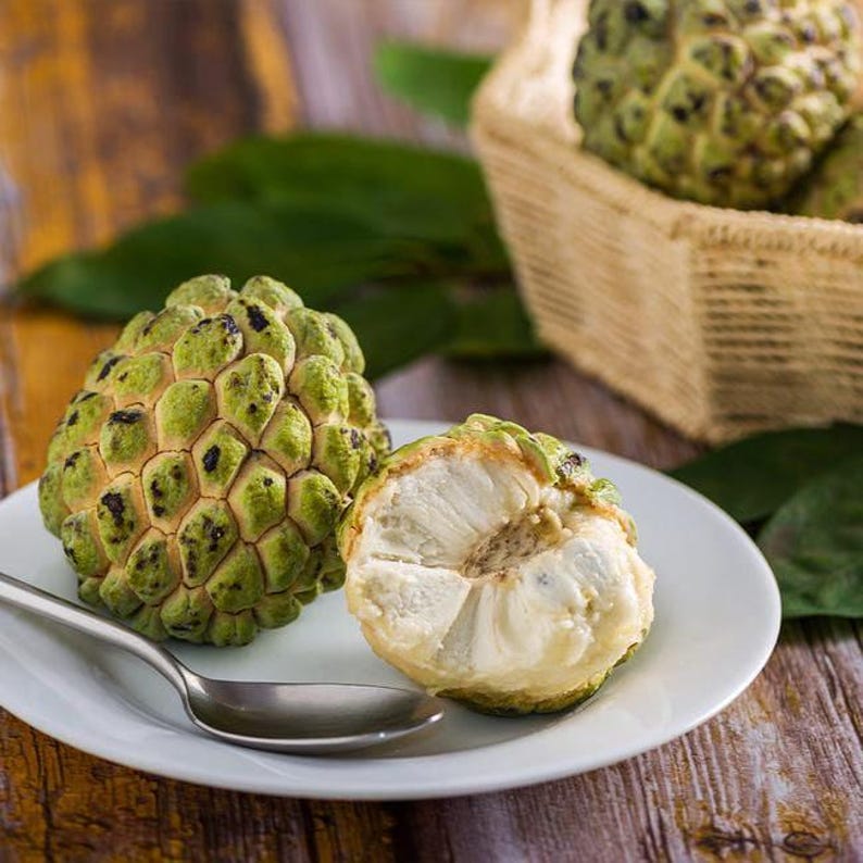 Sugar Apple Plant - 1 Starter Plant in 6" Pot - Annona squamosa - Tropical Fruit Tree with Sweet Custard Flavor