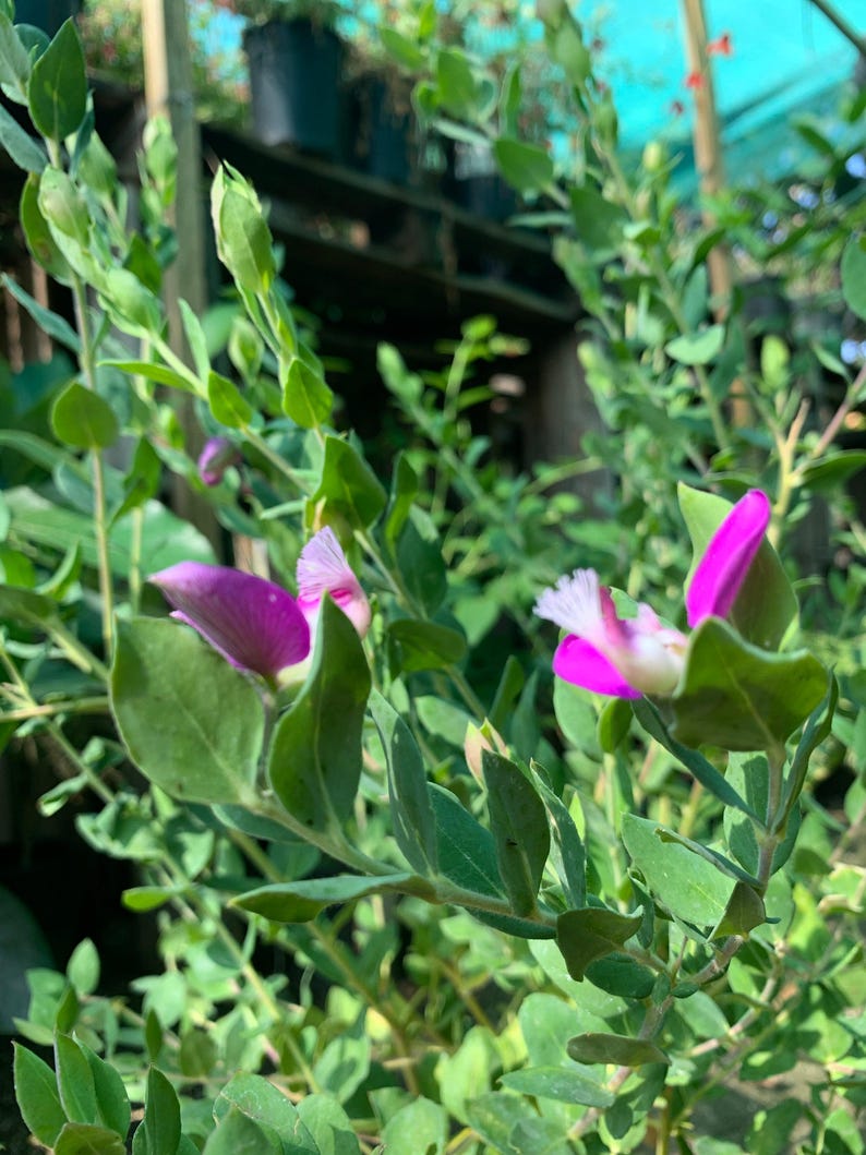 Live Sweet Pea Shrub Plant 6” Pot - Deep Magenta Violet Flowers - Polygala dalmaisiana - Evergreen for Garden Landscaping