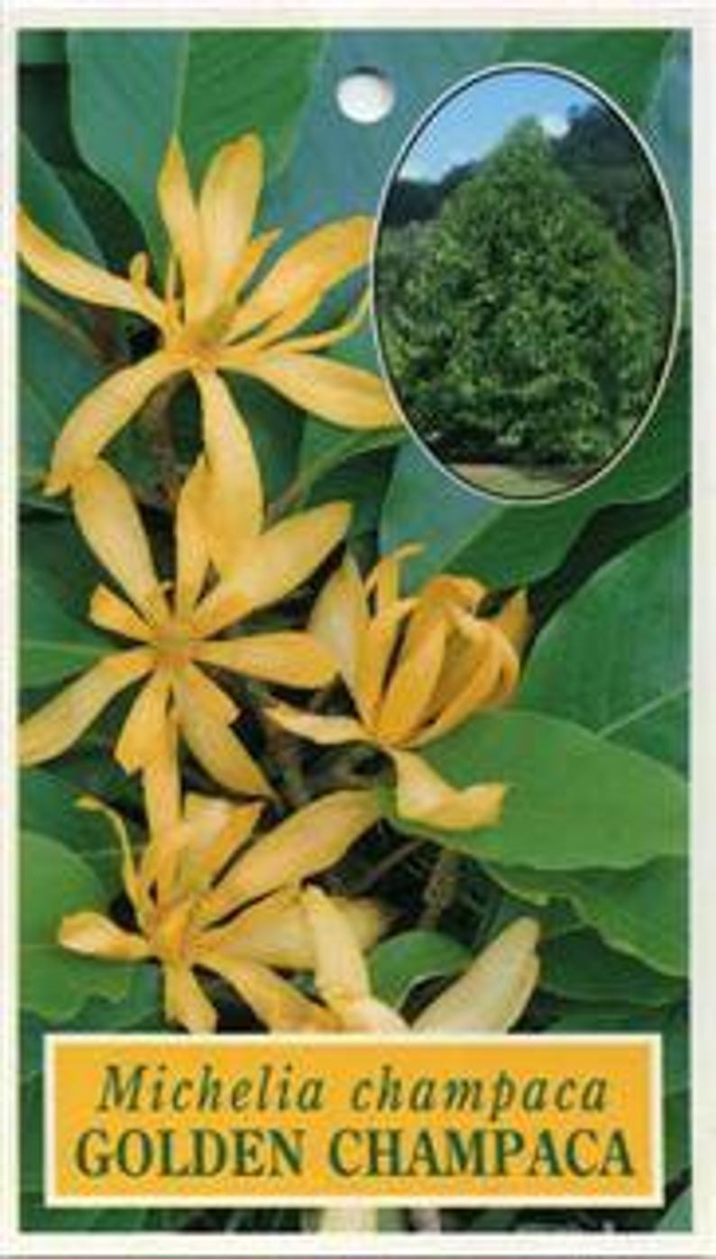 Gold Champaca Plant 1-2 Feet in 6" Pot - Fragrant Yellow Flowers, Evergreen Michelia alba