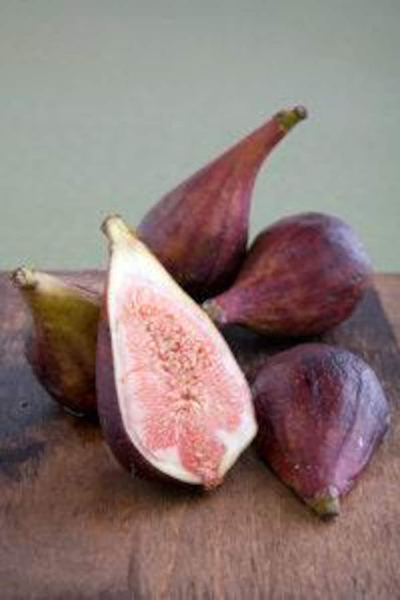 Fig Plant 6” Pot Celestial Variety Ficus carica 'Celeste' - Sweet Fruit, Cold Hardy, Pest Resistant