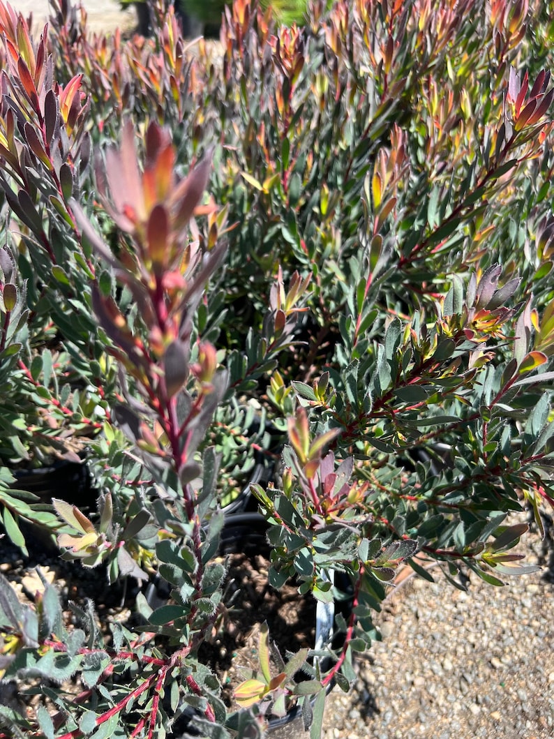 Leucadendron 'Afterburner' Live Plant - 6" Pot - Compact Growth, Red-Orange Centers, Gold Bracts, Drought-Tolerant