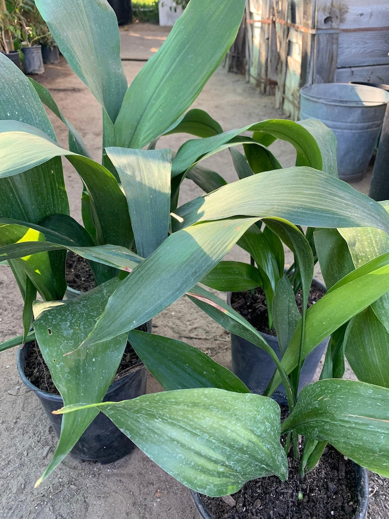 Cast Iron Plant Live 6" Pot - Aspidistra Elatior - Hardy Indoor Plant for Low Light - 6-10 Stems - Dark Green Foliage