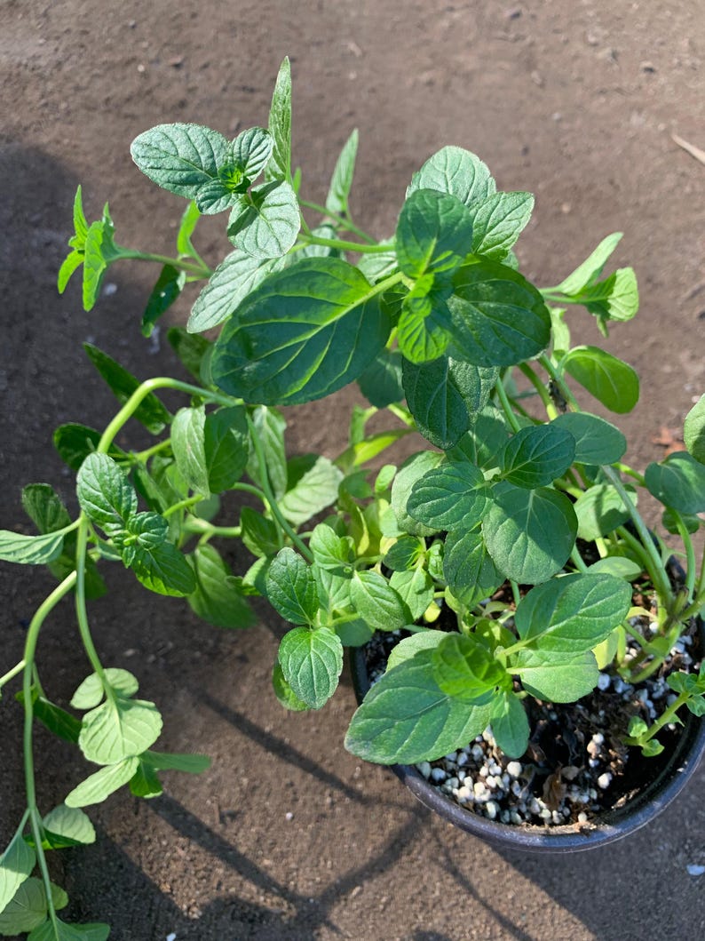 Thai Basil Live Plant 3” Pot - Ocimum basilicum var. thyrsiflora - Aromatic Herb for Cooking and Gardening