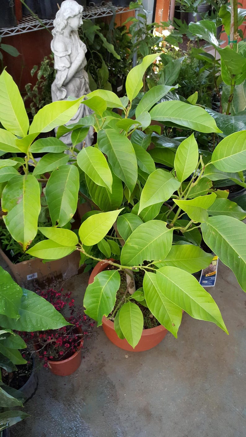 White Champaca Tree - 4 ft - Fragrant Blooming Michelia alba - Air Layered - Ships in 3 Gal Pot - Garden Plant