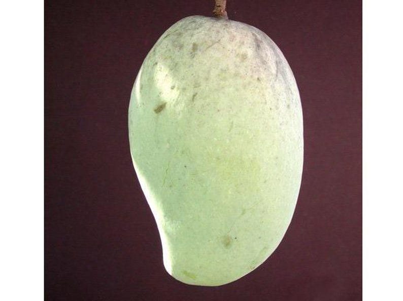 Pim Saen Mun Mango Tree - 1ft Grafted Live Plant - Mangifera indica - Mature Fruit Producer - Ships in 3gal Pot