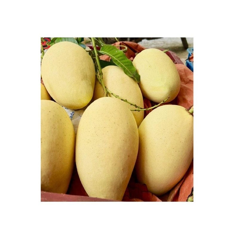 Grafted Mango Tree - 3 Gallon Pot - Vietnamese Cat Hoa Loc Mango - Mangifera indica - Tropical Fruit Plant for Gardens
