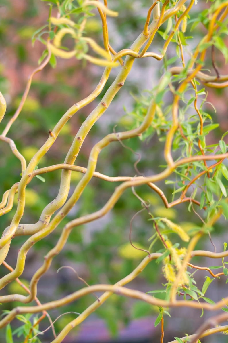 Corkscrew Willow Tree 2-3 Feet Grafted Salix matsudana 'Tortuosa' in Pot - Unique Contorted Form for Landscape Gardening