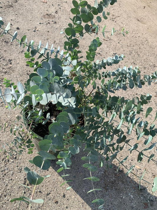 Eucalyptus Cinerea (Silver Dollar) - 3Gal Pot - Fast Growing Blue-Green Foliage - Decorative Ornamental Shrub