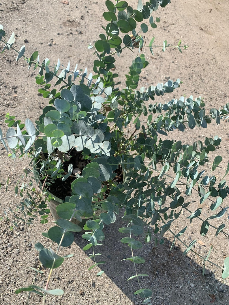 Eucalyptus Cinerea 3Gal Pot | Silver Dollar Ornamental Shrub | Fast Growing Blue-Green Foliage | Eucalyptus cinerea