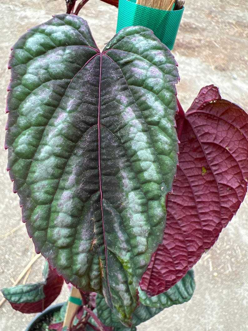 Cissus discolor Live Plant 6” Pot - Climbing Rex Begonia Vine with Dark Burgundy Pink White Green Foliage - Cissus discolor