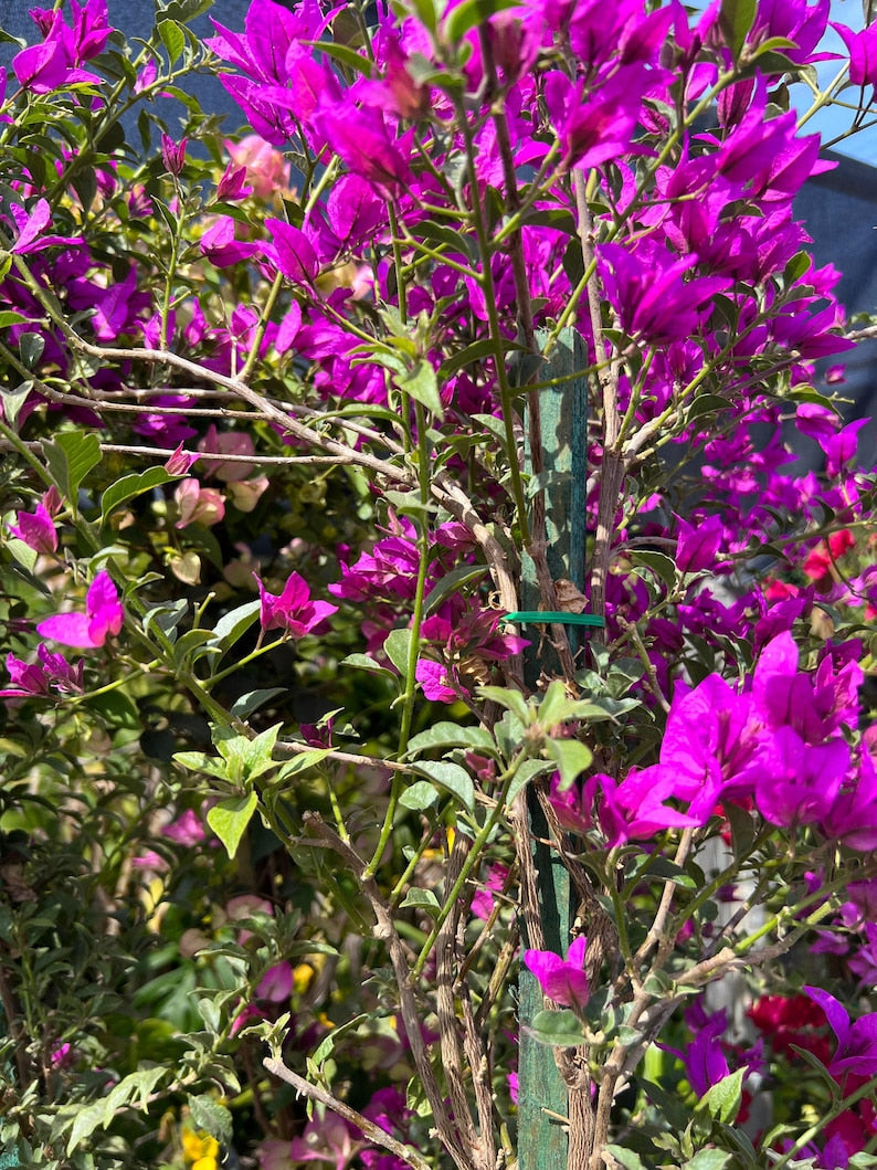 Purple Bougainvillea Plant 3 Gallon Pot, Vibrant Blooms, Bougainvillea glabra, Drought-Tolerant, Ideal for Gardens
