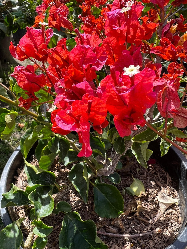 Bougainvillea Plant 3 Gallon Orange King Bougainvillea glabra, Vibrant Flowering Bush for Garden, Patio & Landscape