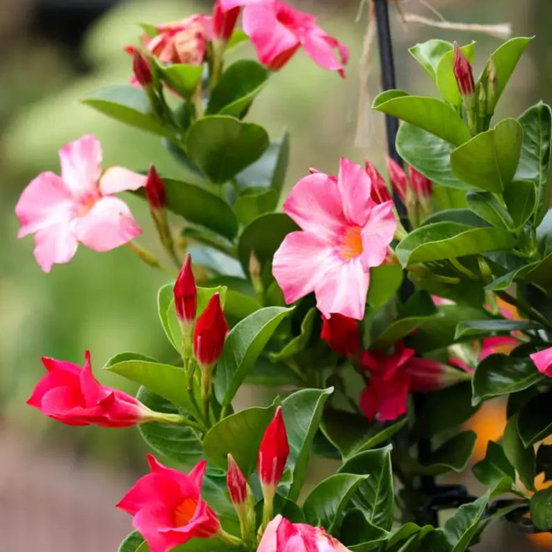 Pink Mandevilla Live Plant - 1 Gallon Pot - Tropical Climber - Mandevilla sanderi - Vibrant Pink Flowers for Sun Gardens