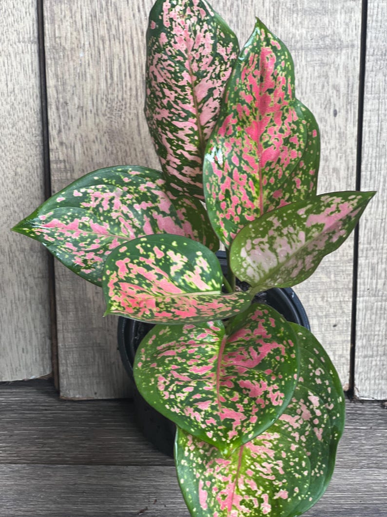 Aglaonema 'Wishes' Plant - 4" Pot - Variegated Red Valentine - Indoor Houseplant for Home Decor - Aglaonema spp.