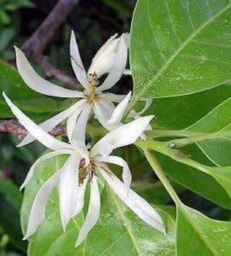 White Champaca Plant 3 Gallon Grafted Michelia alba - Fragrant Evergreen Tree for Gardens & Landscaping