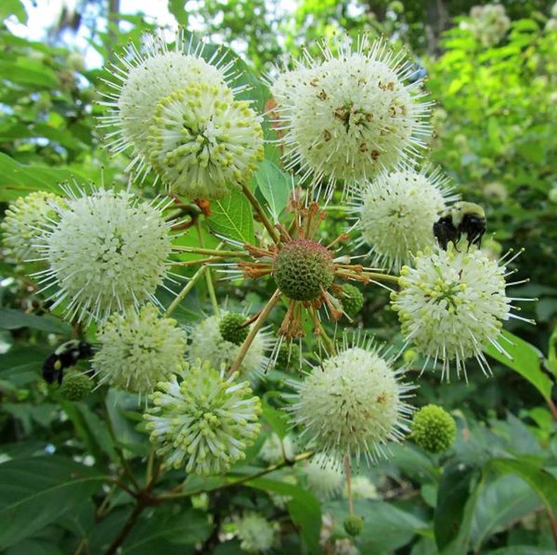 Button Bush Plant - Potted Native Shrub - Cephalanthus occidentalis - Attracts Pollinators - Ideal for Wetland Gardens