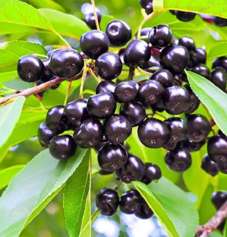 Choke Cherry Plant - Large Potted Prunus virginiana - Edible Fruit, Wildlife Habitat, Windbreak, White Flowers